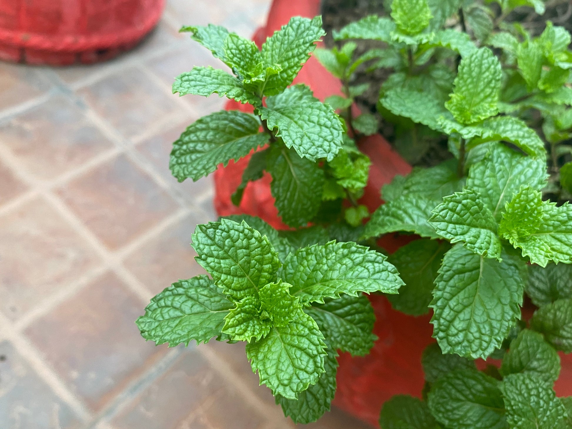 Organic Peppermint Lip Balm 15ml - Earthsenseorganics